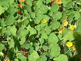 Nasturtium Mass